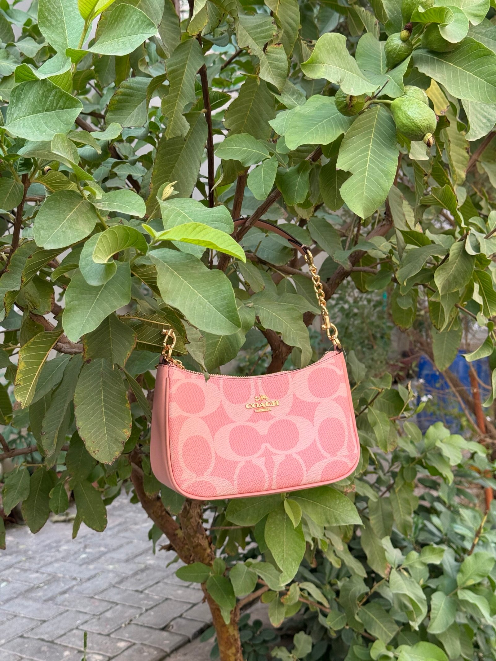 Pink Terri-Coach (OG)